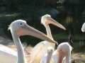 Pelicans at London Zoo