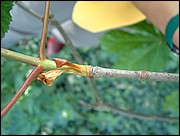Horse chestnut twig